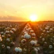 Cotton field at sunset with mature bolls ready for harvest