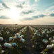 Cotton field with mature bolls under partly cloudy sky at late afternoon