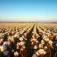 Cotton field with mature bolls under blue sky, representing the cotton futures rally