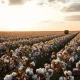 Cotton field with round bales under a partly cloudy sky in late afternoon light.