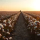 Cotton field ready for harvest under golden sunlight