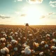 Sunlit cotton field with harvester in distance, representing cotton commodity markets.