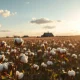 A cotton field with ripe bolls under a partly cloudy sky at golden hour, representing the agricultural commodity market.