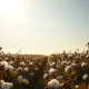 Wide-angle view of a cotton field ready for harvest under a partly cloudy sky
