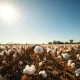 Sunlit cotton field with ripe bolls ready for harvest, representing the cotton commodity market.