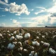 Cotton field with mature bolls under partly cloudy sky