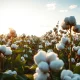 Sunlit cotton field with ripe bolls ready for harvest, representing cotton commodity markets.