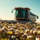 Cotton harvester working in a field during late afternoon sunlight.
