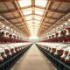 Interior of a modern hog barn with rows of pigs in pens under natural lighting.