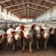 Market-weight hogs in a clean livestock facility, representing the lean hog futures market.