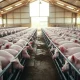 Hogs in a modern barn facility representing the agricultural commodities market