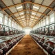 Interior of a modern hog barn with pigs in pens, representing the livestock commodity market.