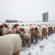Hogs in a snowy feedlot on an overcast day, representing the impact of winter weather on livestock markets.