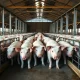 Hogs in a clean, well-lit pen at a modern farm facility