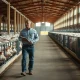 Interior of a modern hog barn with farmer walking between pens