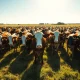 Herd of beef cattle grazing in a sunlit pasture, representing the live cattle market.