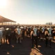 Herd of beef cattle in a feedlot pen under a clear blue sky, representing live cattle futures market activity.