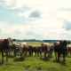 Herd of beef cattle grazing in a pasture under partly cloudy sky, representing the livestock commodity market.