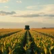 Soybean field with combine harvester under cloudy sky
