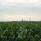Soybean field with an oil refinery in the background under a cloudy sky