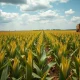 Soybean field ready for harvest under partly cloudy sky, representing agricultural commodity markets