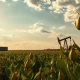 Soybean field with oil storage tanks in background, representing commodity market link