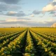 Soybean field with grain silos in background under partly cloudy sky