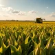 Soybean field with combine harvester under partly cloudy sky during harvest season