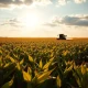 Soybean field under partly cloudy sky with tractor in distance, reflecting agricultural commodity market conditions.