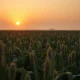 Soybean field at sunset with a calm yet tense atmosphere representing market pressure.