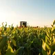 Soybean field at sunset with combine harvester in background, representing agricultural commodity markets.