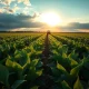 Soybean field under cloudy sky with tractor in distance