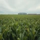 Soybean field under overcast sky with silos in distance, representing falling commodity prices