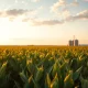 Soybean field at sunset with a harvester working in the distance
