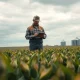 Soybean field with farmer checking prices on a tablet under overcast sky