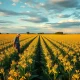 Soybean field with a farmer inspecting crops under a cloudy sky, representing agricultural commodity market conditions.