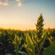 Soybean field at sunset, representing agricultural commodity markets under pressure from falling crude oil prices.