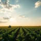 Soybean field with farmer and tractor under cloudy sky, representing falling soybean futures