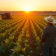 Soybean field at sunset with farmer and combine harvester, representing soybean rally and export data.
