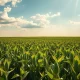 Soybean field under partly cloudy sky representing agricultural commodity markets