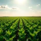 Green soybean field under partly cloudy sky, representing positive market movement.