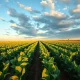 Soybean field at sunset with grain silo in the distance