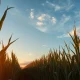 Sugarcane field at sunset in Brazil, with harvesting machinery in background.