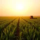 Sugarcane field at sunset with harvesting machinery, representing sugar commodity production.