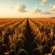 Sugarcane field in Brazil's Center-South region at sunset with harvesting equipment visible