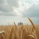 Golden wheat field under cloudy sky with grain elevator in background