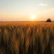 Golden wheat field at sunset with tractor in distance, representing agricultural commodity markets