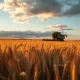 Golden wheat field under cloudy sky with grain elevator in distance