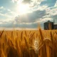 Golden wheat field under partly cloudy sky with farm silo in distance