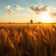 Golden wheat field under partly cloudy sky at sunset in the American Midwest